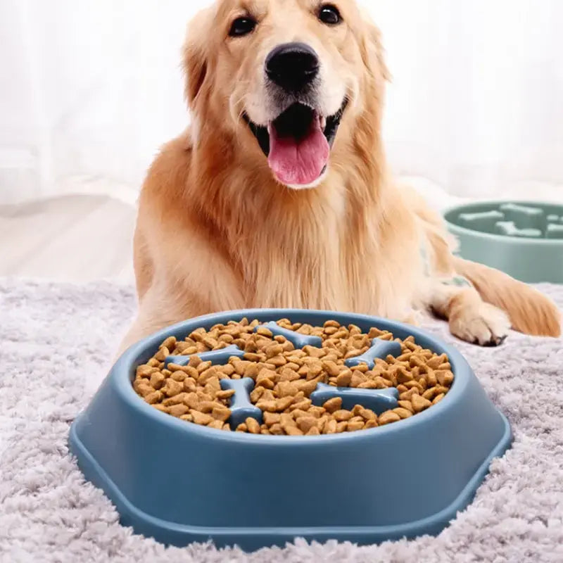 Liora Pets Slow Feeder Pet Bowl